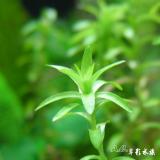 一般型寬葉太陽