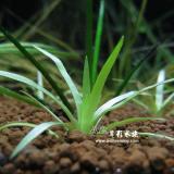 菲律賓榖精