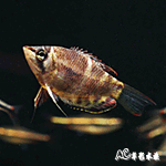 巧克力飛船 2.3~2.8cm