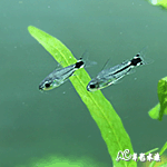月光鼠 1.3cm