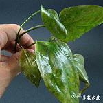 桃葉椒草