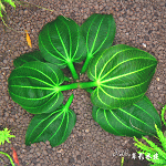 2009 霸王皇冠