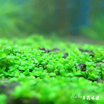 迷你矮珍珠片裝（5cm）