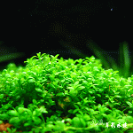 迷你矮珍珠盒裝（8cm）