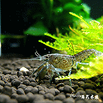 侏儒巨螯 2.5cm