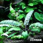 虎紋西瓜椒草