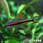 一眉道人 3.2cm