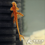 紅色直升機 2.8~3.5cm