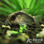 印第安鼠 2.5~3cm