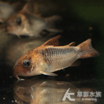 紅黑帶鼠 3cm