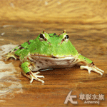 綠蝴蝶角蛙 3cm