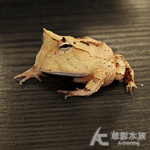 紅霸王角蛙 2.5cm