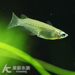 女王燈 1.2cm