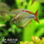 電光美人 3.5cm