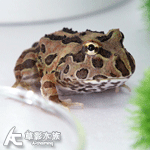 咖啡角蛙 3cm