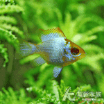 寶藍霓虹元寶鳳凰 2~2.5cm