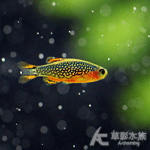 火翅金鑽 1.3cm