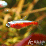 黃金紅蓮燈 1.4cm