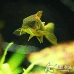 金線綠鼠 2.5~3cm