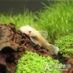 藍眼大鬍子 2.5~3cm
