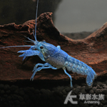 佛羅里達藍螯蝦 1.8~2.5cm