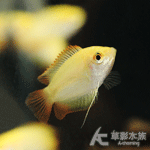 黃金麗麗 2~2.5cm
