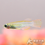七彩藍眼燈 1.5~1.8cm