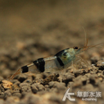 環帶蜜蜂蝦