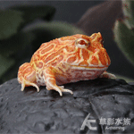 草莓角蛙（3cm）