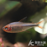 藍鑽紅莓燈 2~2.5cm