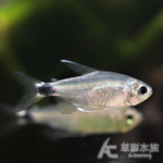 大帆月光燈 1~1.3cm