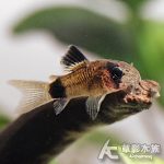 熊貓鼠 2.5cm