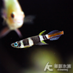 ANN 斑節鱂魚 1~1.2cm