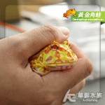 黃金角蛙（3cm）