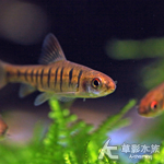 安哥拉鯽 3~3.5cm