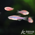 紫紋仙子 2cm