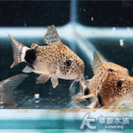 國王豹鼠 2.5cm