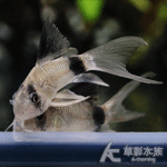 大帆熊貓鼠 3cm