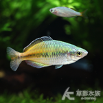 石美人 5cm