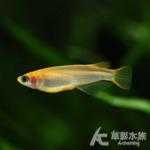 楊貴妃 1.3~1.8cm