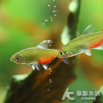 火兔燈 2~2.5cm