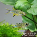 七彩霓虹 2.5~3cm