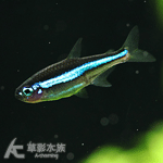 綠蓮燈 1.2~1.5cm
