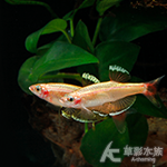 黃金白雲山 1~1.5cm