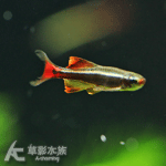 錫蘭紅尾燈 2cm