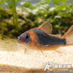 尼格羅青鼠 2.7cm