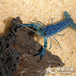 日本黑魂螯蝦 2~3cm