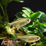 檸檬燈 3cm
