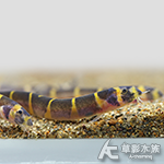 蛇魚 4cm