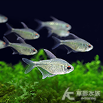 鑽石燈 2~3.5cm